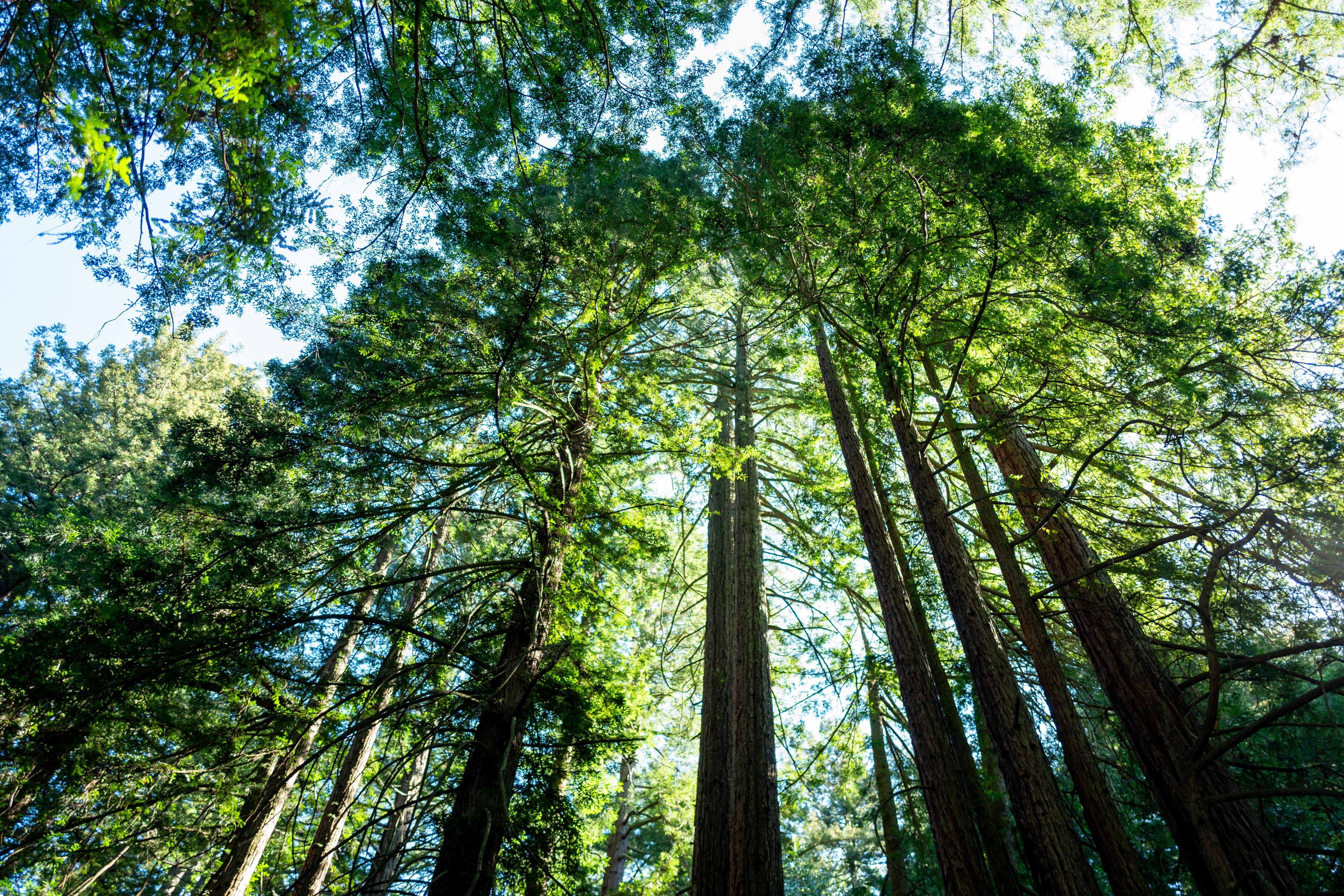 California's iconic redwoods are suffering from heatstroke