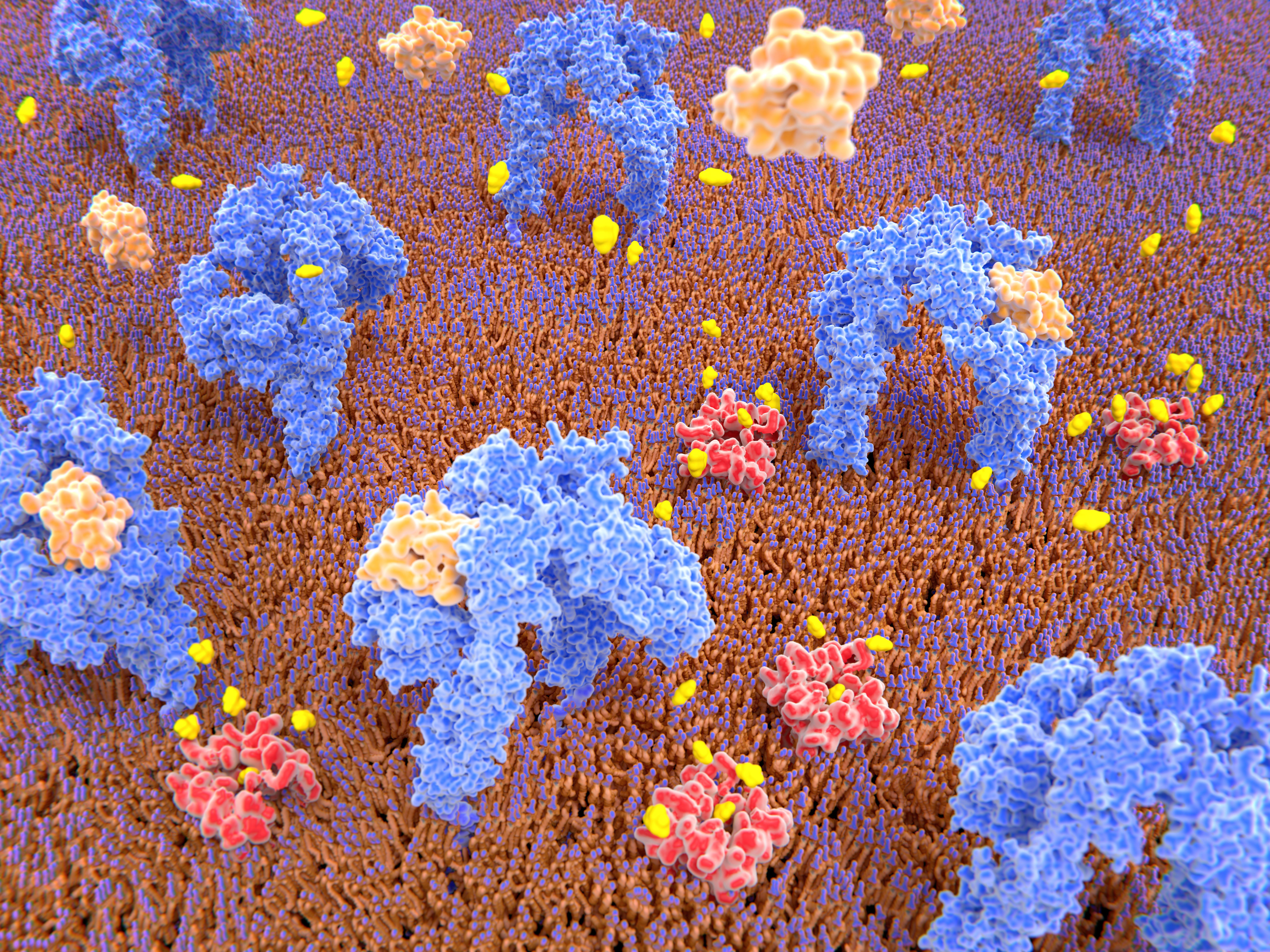 Pancreatic cells could treat diabetes with genetic tweak