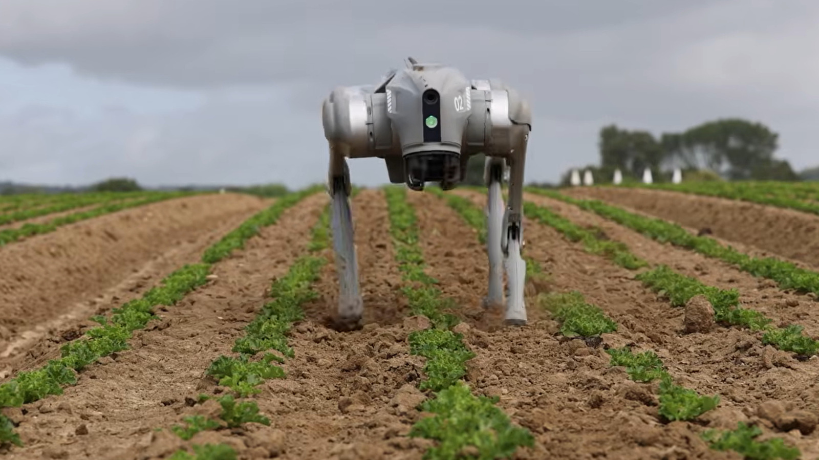 Los perros robot en granjas: más que solo vigilancia
