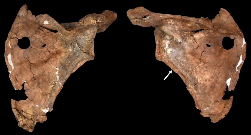 Neandertal injured: care and violence in the Paleolithic