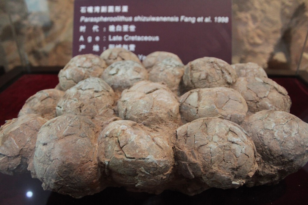 Dinosaur eggs found in a too-cold location
