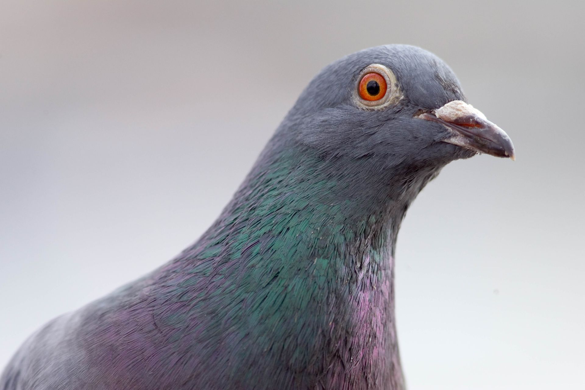 Auction of a data packet from pigeon-powered internet