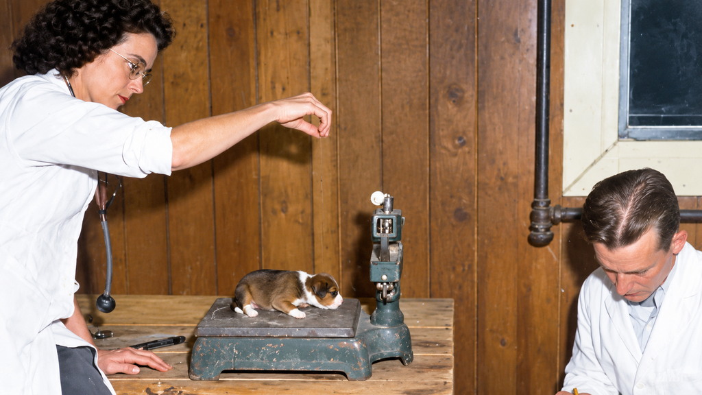 The ambitious US experiment to create a 'superdog'