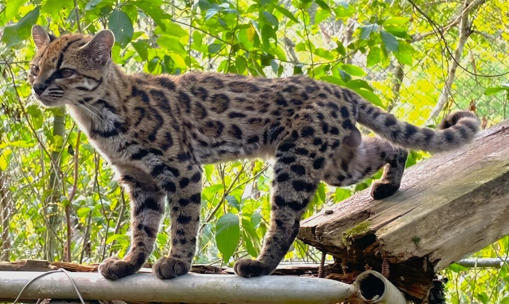 New cat species discovered for the first time in over 100 years