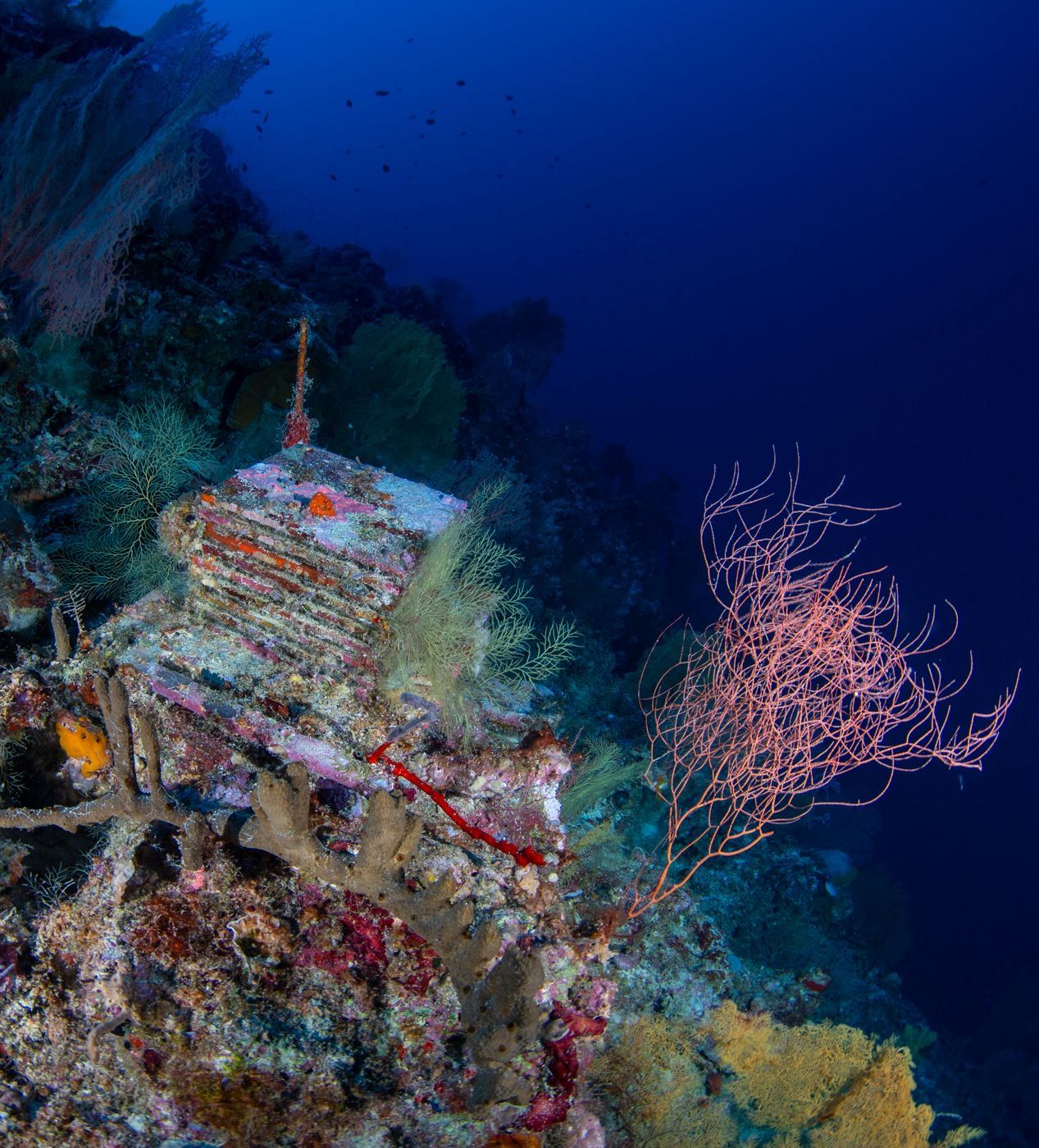 A decade-long experiment reveals secrets of deep reefs